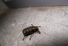 Effective Strategies for Bed Bug Elimination