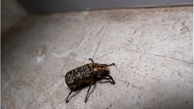 Effective Strategies for Bed Bug Elimination Effective Strategies for Bed Bug Elimination