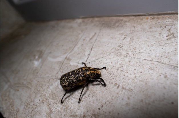 Effective Strategies for Bed Bug Elimination